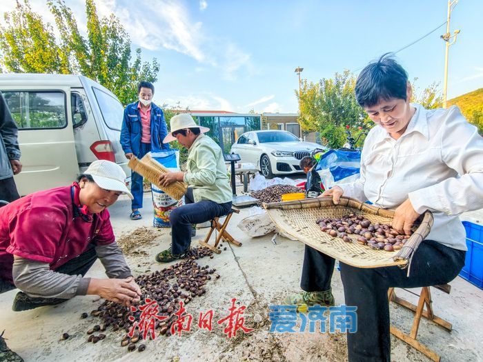 板栗喜丰收 山村收获好 “钱景”