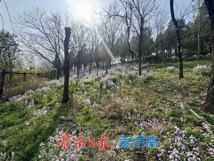 一年四季 泉在济南丨紫韵漫山野！千佛山南麓二月兰盛放成浪漫花海