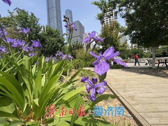 繁花映城！济南CBD鸢尾花绽放，勾勒春日都市美景