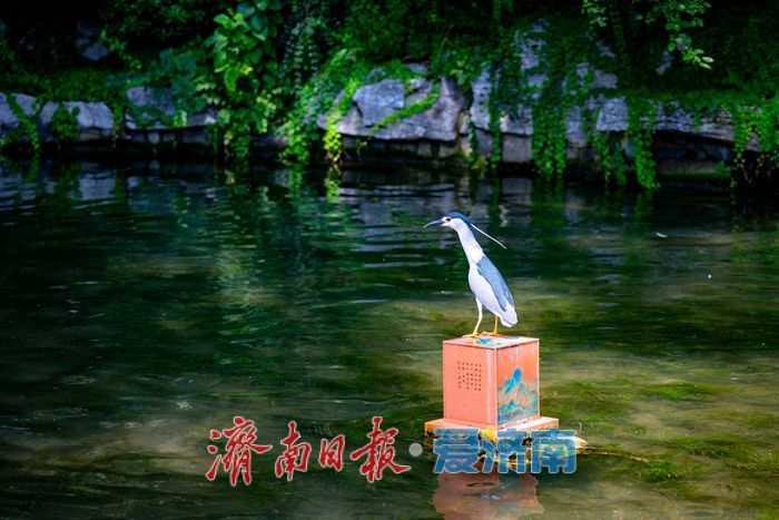 夜鹭栖灯泉畔栖居 趵突泉生态画卷尽显生机