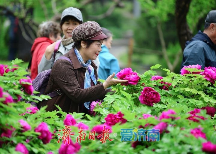 一年四季 泉在济南丨雨润牡丹娇艳欲滴，泉城市区最大牡丹园春色无边