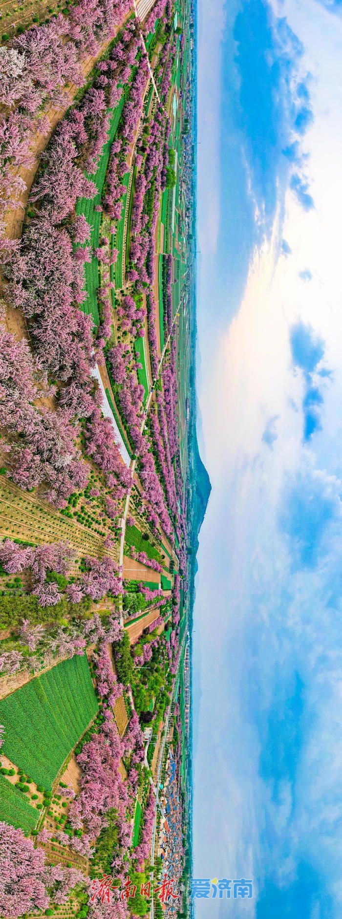 壮观！烂漫花海绕民居 绘就美丽乡村画卷