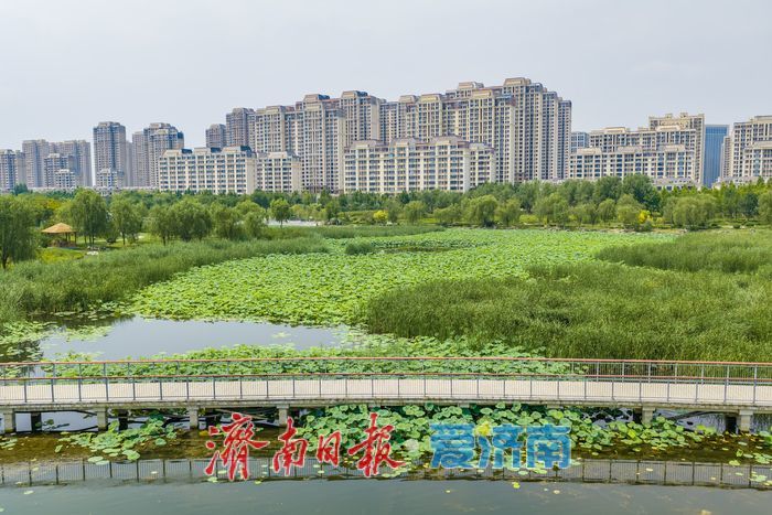 一年四季 泉在济南丨接天莲叶无穷碧，华山湖进入最佳赏荷期
