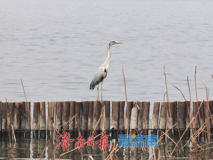 济南大明湖畔春光暖，苍鹭蹁跹入画来