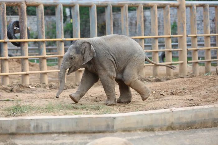 济南动物园网红小象“出街”时间确定，快去和它见面吧！