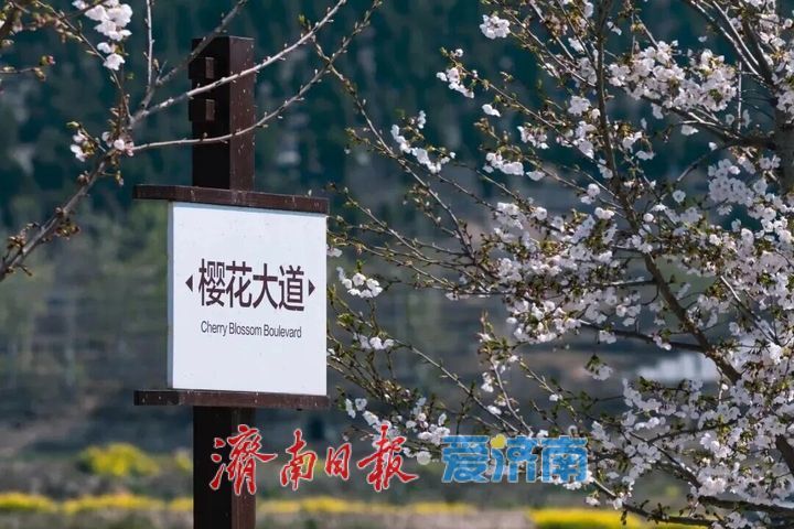 接下来，济南的人设是“樱花主理人”