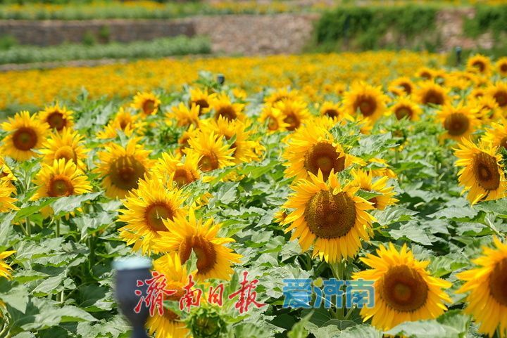 一年四季 泉在济南丨千年雄关花海盛放，古长城焕发新生机