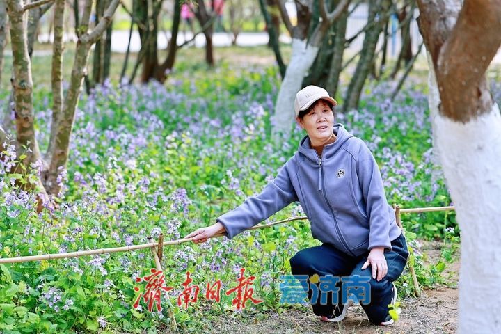一年四季 泉在济南丨紫韵漫林醉春风 二月兰盛放宛如“莫奈花园”
