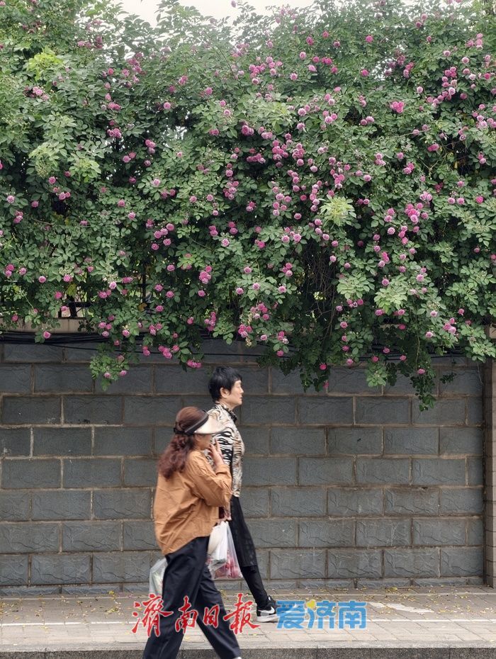 一年四季 泉在济南丨蔷薇“花廊”续写春日浪漫