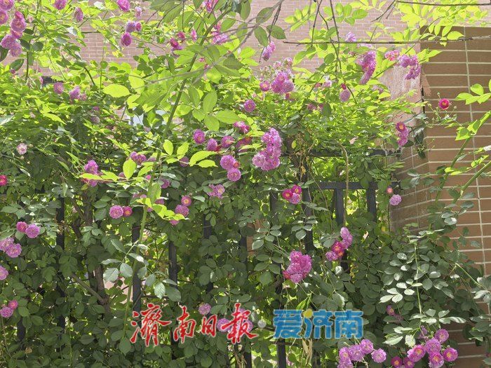 蔷薇漫墙！槐荫新晋小众打卡点邂逅春日浪漫