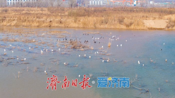 济南黄河北现“水上观鸟路” 百只天鹅伴游成冬日奇景