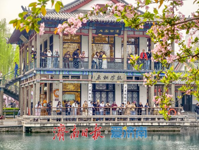 一年四季 泉在济南丨樱花海棠相竞艳，泉城春色醉游人