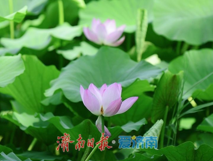 一年四季 泉在济南丨荷红叶绿满城香，大明湖首批荷花盛夏绽放