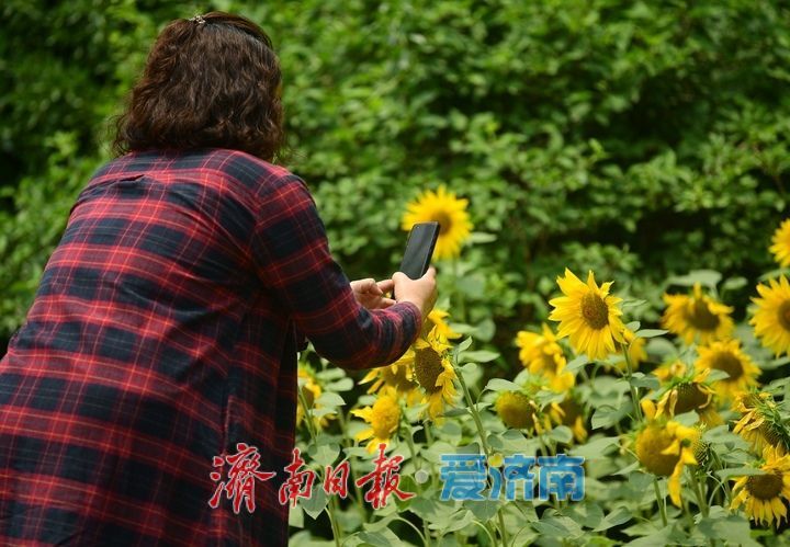 一年四季 泉在济南｜向日葵花海向阳而生 活力四射满目诗画