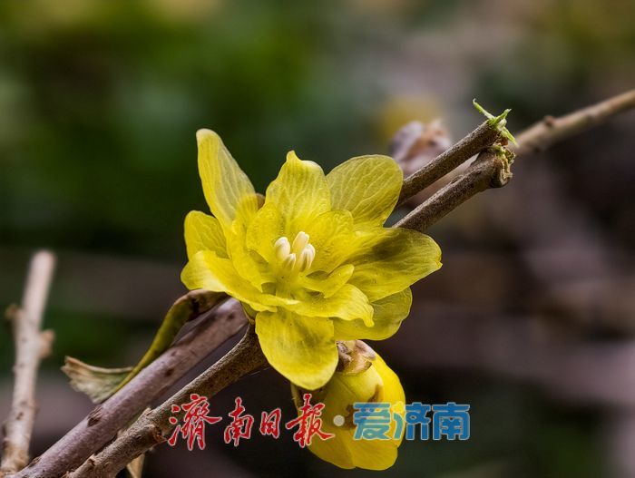 大明湖畔 蜡梅绽放