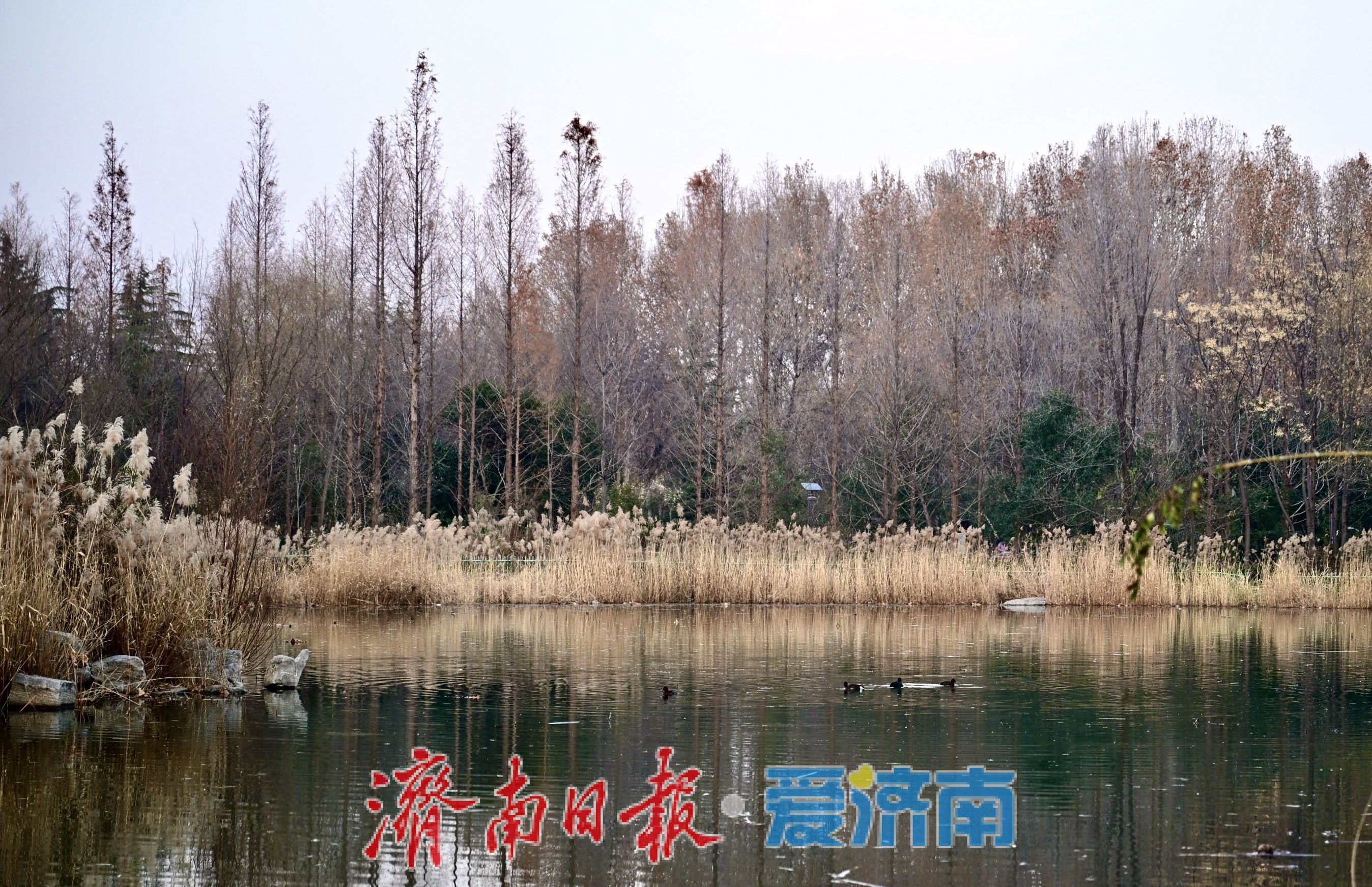 一年四季 泉在济南丨暖冬里的森林公园，市民乐享好去处