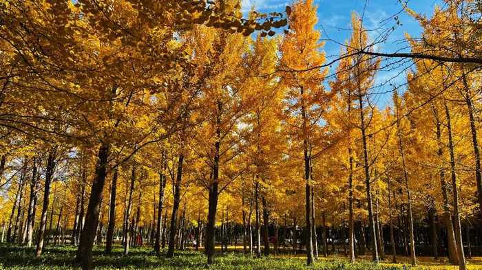 秋日限定！济南公园景区邀你共赴美好之约