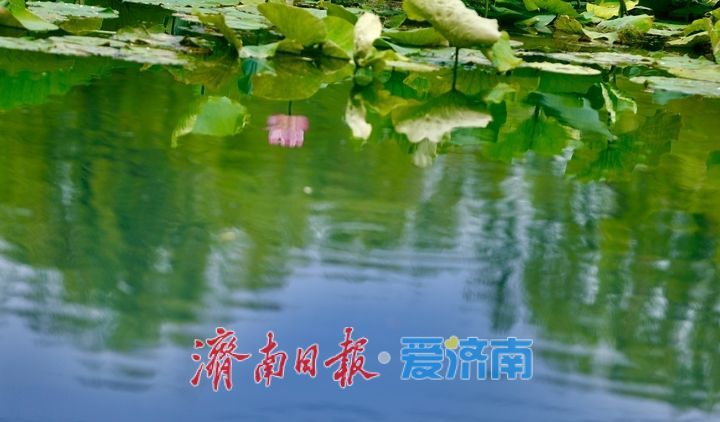 一年四季 泉在济南丨百花洲荷花迎盛花期 夏日尽显泉韵诗意