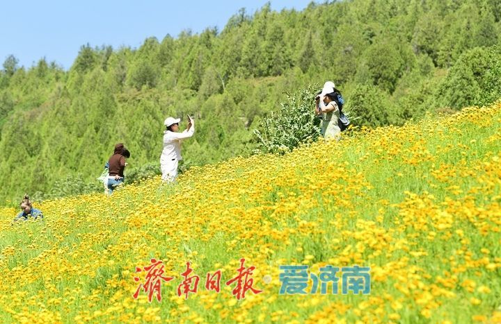 济南初夏“黄金毯”上线！蚰蜒山下万平金鸡菊花海盛放
