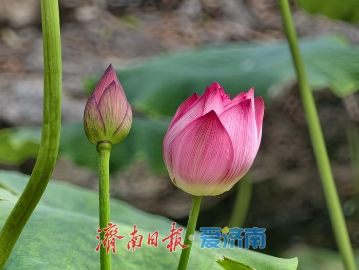 一年四季 泉在济南丨荷风送香满泉城，泉城公园荷花进入最佳观赏期