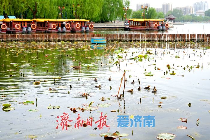 大明湖新生斑嘴鸭宝宝憨态可掬引围观