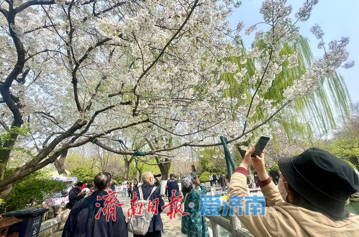 一年四季 泉在济南丨泉畔春樱盛 五龙潭变“打卡”胜地