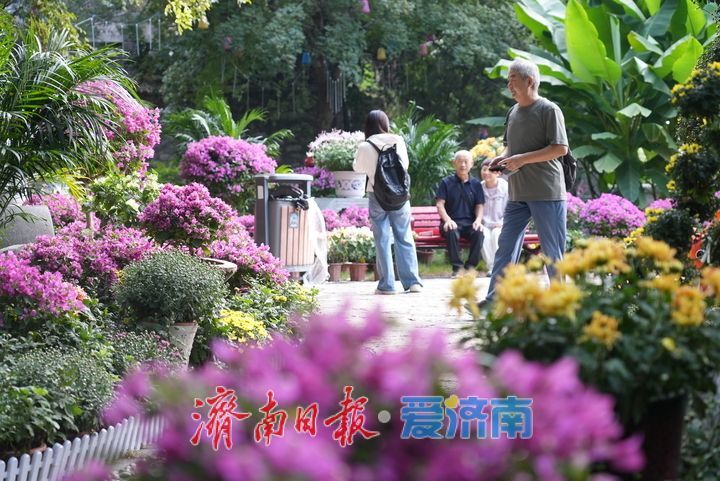 探营大明湖金秋菊展：明日正式开展