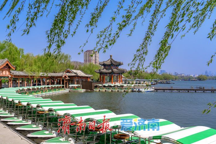 济南大明湖西府海棠盛放 古园春色醉游人