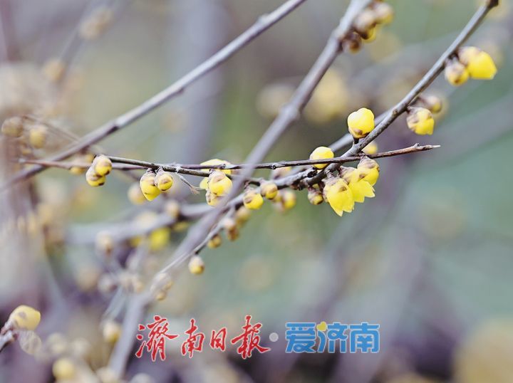 泉城年味气氛组已就位，是“蛇”候过年啦！