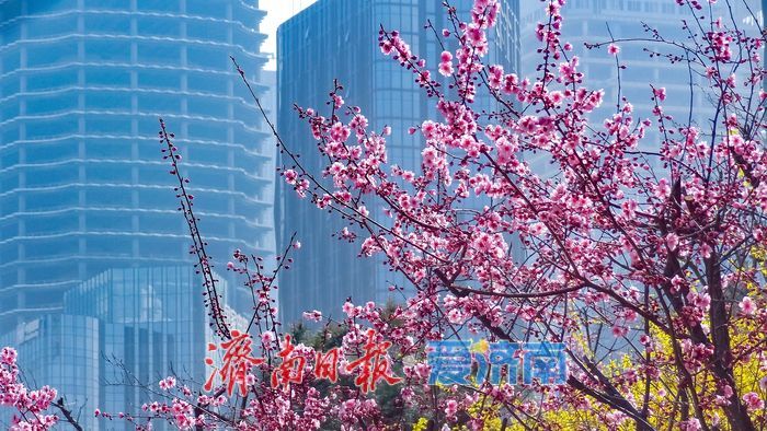 一年四季 泉在济南丨晴好沐春风 茂陵山公园春景正盛