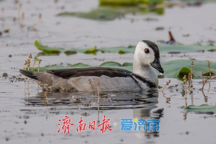 惊喜！“世界上最小的鸭子”棉凫“夫妇”现身华山湖