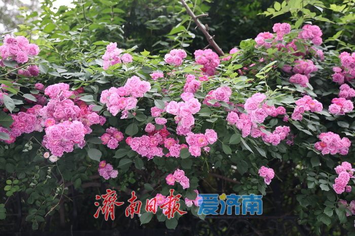 千佛山蔷薇花带扮靓登山路 “花漾”景致引游客驻足流连