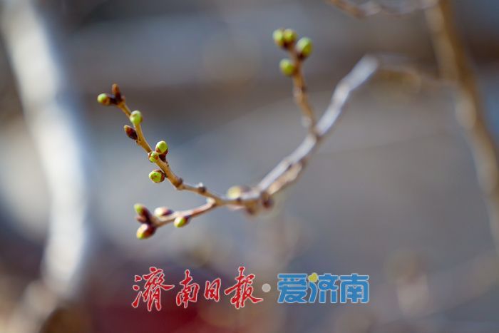 五龙潭公园春意盎然，市民游客共赏春光