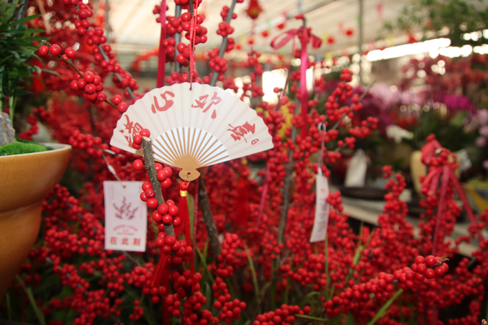 花漾齐鲁·喜迎新春 2026年宵花市盛大开幕