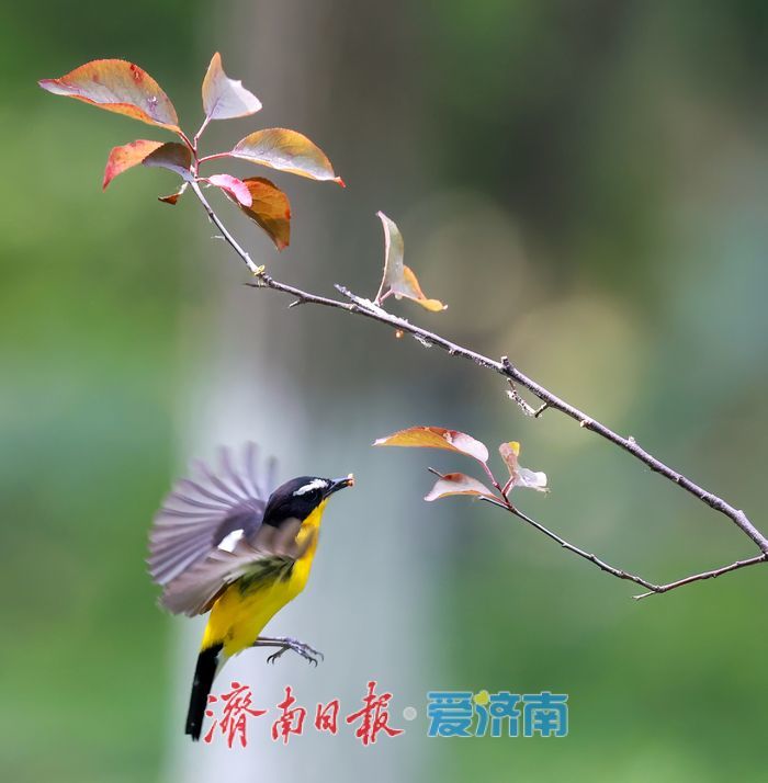 “鸭蛋黄”现身济南华山湖！
