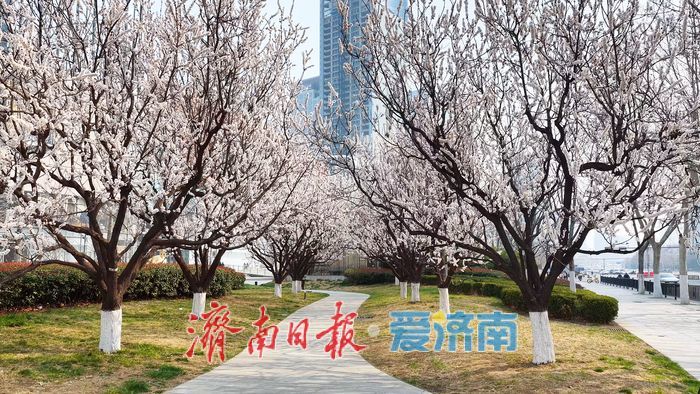 速来打卡，万象城旁杏花开啦