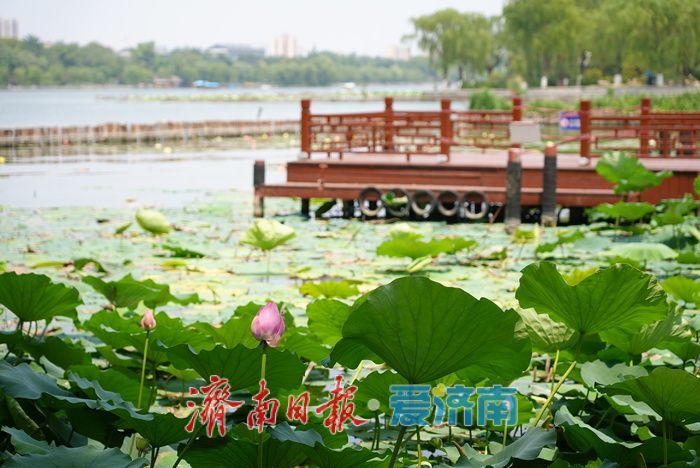 一年四季 泉在济南丨大明湖荷花睡莲“竞相争艳” 醉游人