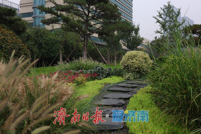 一年四季 泉在济南丨经十路奥体中路街角花园雨后焕新颜