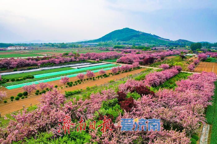 壮观！烂漫花海绕民居 绘就美丽乡村画卷