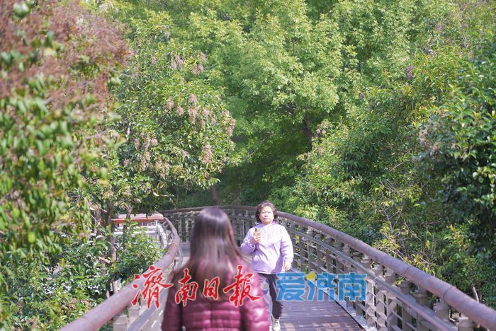 泉城公园秋景如画 晴日漫步赏秋享惬意