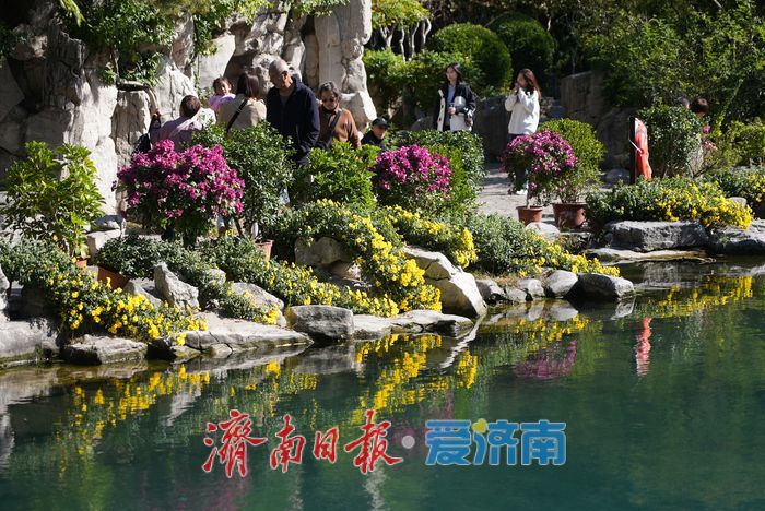 一年四季 泉在济南丨菊映潭水 五龙潭赏菊迎来最佳观赏期
