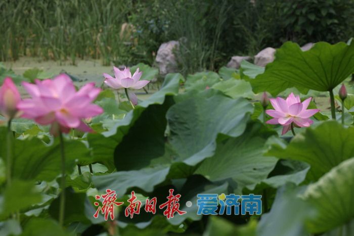 一年四季 “泉”在济南丨荷风送香！泉城公园荷花盛开迎来观赏季