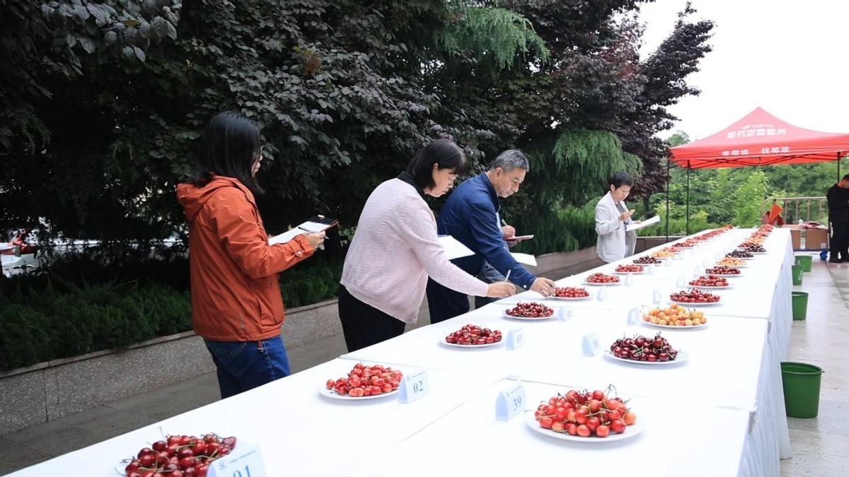 以樱桃为媒，赴“泉果飘香”之约