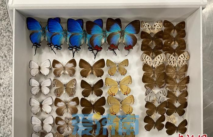 济南海关查获近800只蝴蝶标本 65只系濒危物种