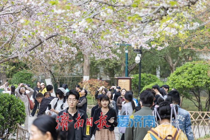 一年四季 泉在济南丨樱花海棠相竞艳，泉城春色醉游人