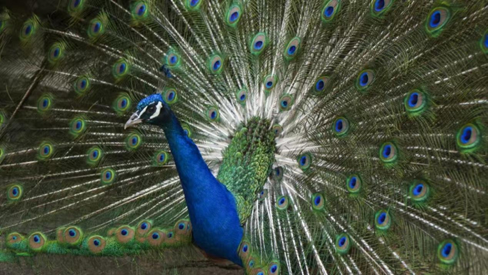 济南南山:“花花世界”正好看