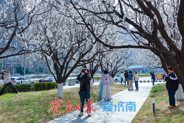 晴暖三月，杏韵满街