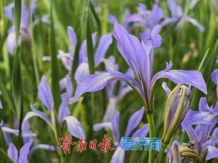 紫色花海！马兰花开引客来