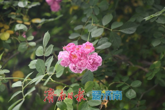 千佛山蔷薇花带扮靓登山路 “花漾”景致引游客驻足流连