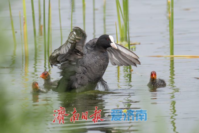 惊喜！“世界上最小的鸭子”棉凫“夫妇”现身华山湖